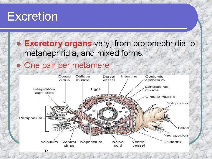 Excretion Excretory organs vary, from protonephridia to metanephridia, and mixed forms. l One pair