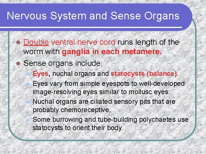 Nervous System and Sense Organs Double ventral nerve cord runs length of the worm