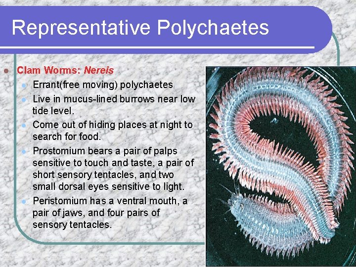 Representative Polychaetes l Clam Worms: Nereis l Errant(free moving) polychaetes l Live in mucus-lined
