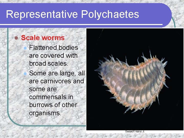 Representative Polychaetes l Scale worms l l Flattened bodies are covered with broad scales.