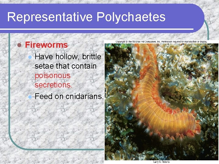 Representative Polychaetes l Fireworms l l Have hollow, brittle setae that contain poisonous secretions.