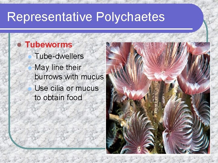 Representative Polychaetes l Tubeworms l l l Tube-dwellers May line their burrows with mucus