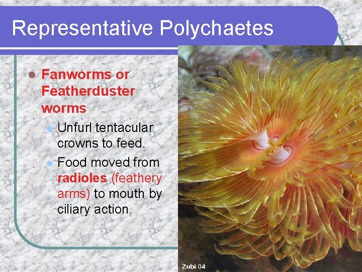 Representative Polychaetes l Fanworms or Featherduster worms l l Unfurl tentacular crowns to feed.