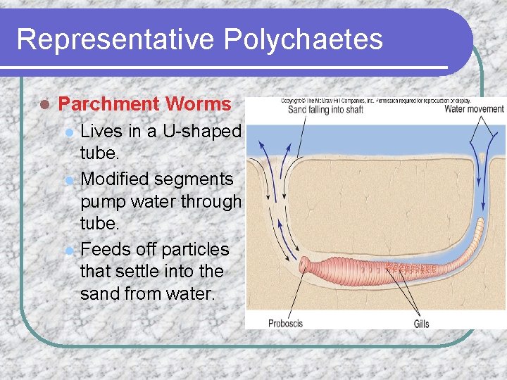 Representative Polychaetes l Parchment Worms l l l Lives in a U-shaped tube. Modified