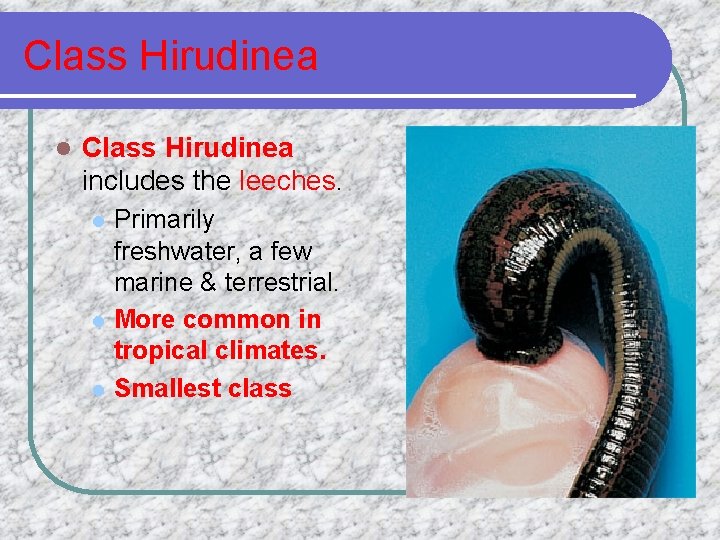Class Hirudinea l Class Hirudinea includes the leeches. l l l Primarily freshwater, a
