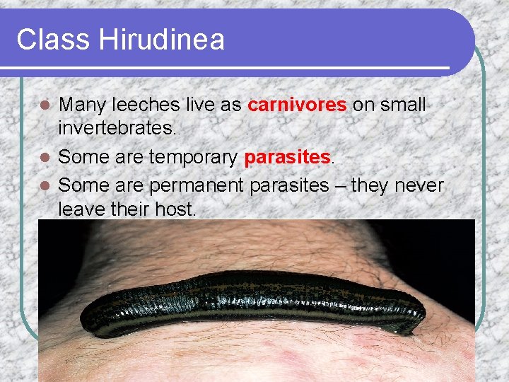 Class Hirudinea Many leeches live as carnivores on small invertebrates. l Some are temporary