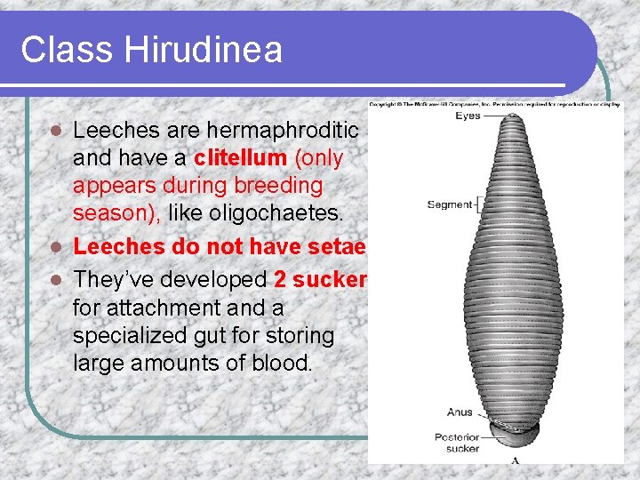 Class Hirudinea Leeches are hermaphroditic and have a clitellum (only appears during breeding season),