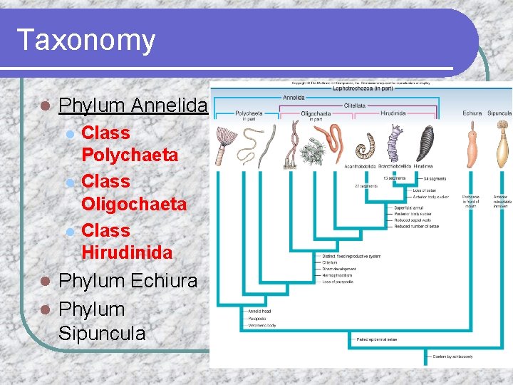 Taxonomy l Phylum Annelida l l l Class Polychaeta Class Oligochaeta Class Hirudinida Phylum