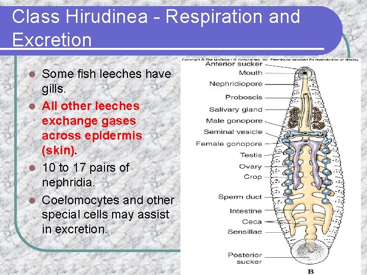 Class Hirudinea - Respiration and Excretion Some fish leeches have gills. l All other