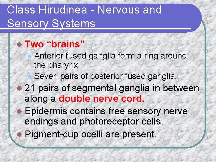 Class Hirudinea - Nervous and Sensory Systems l Two “brains” Anterior fused ganglia form