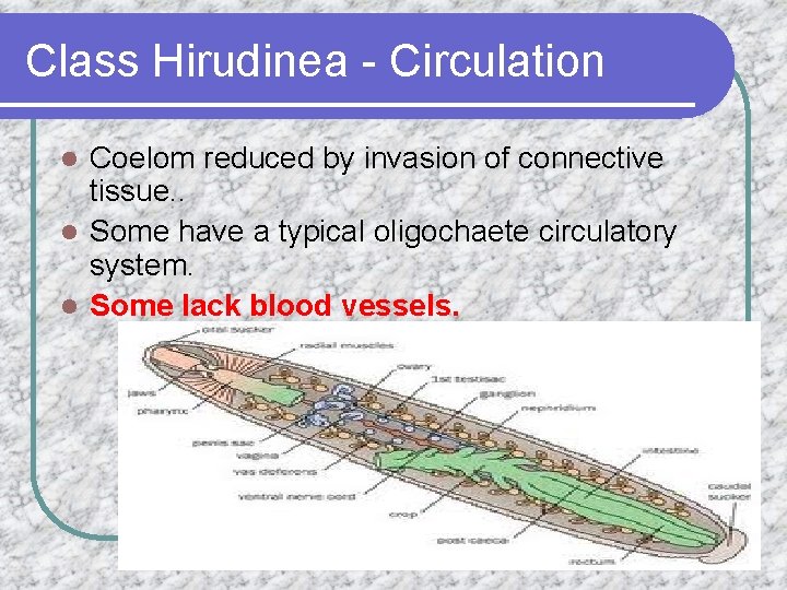 Class Hirudinea - Circulation Coelom reduced by invasion of connective tissue. . l Some
