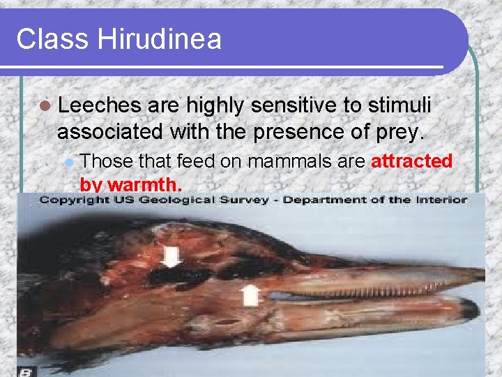 Class Hirudinea l Leeches are highly sensitive to stimuli associated with the presence of