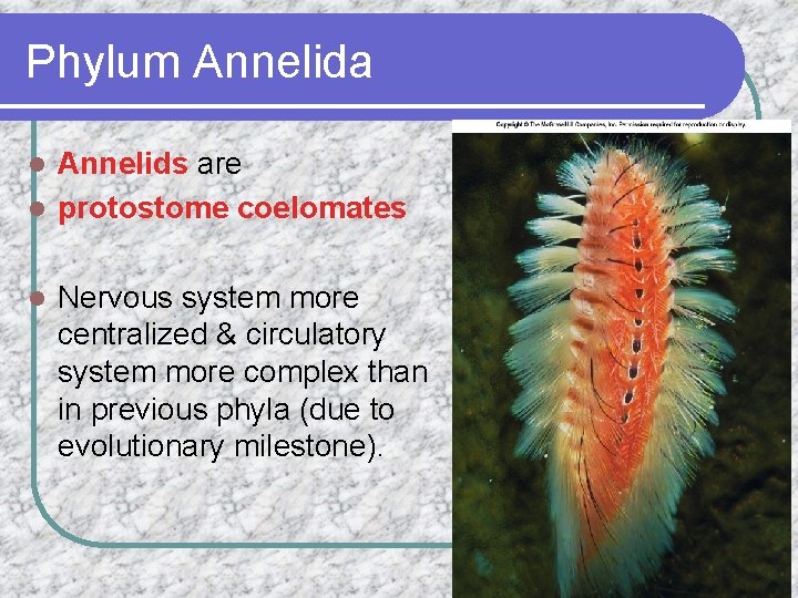 Phylum Annelida Annelids are l protostome coelomates l l Nervous system more centralized &