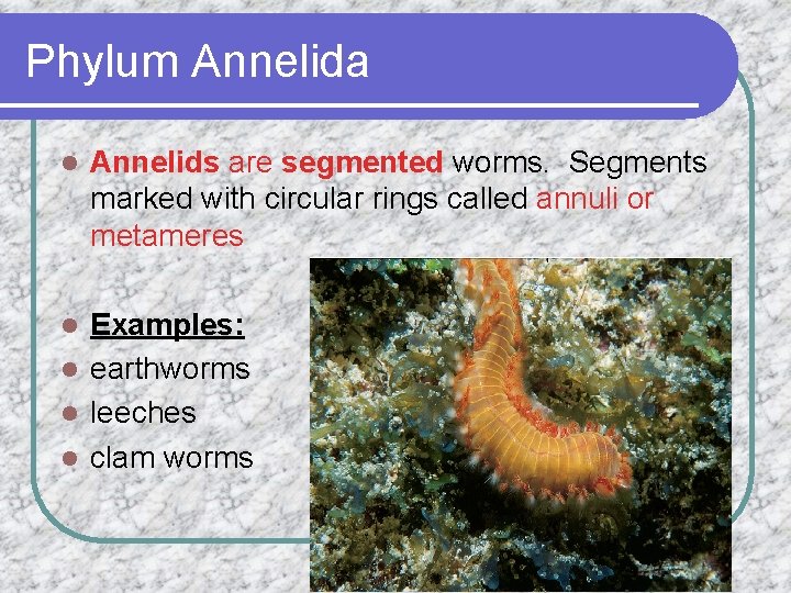 Phylum Annelida l Annelids are segmented worms. Segments marked with circular rings called annuli