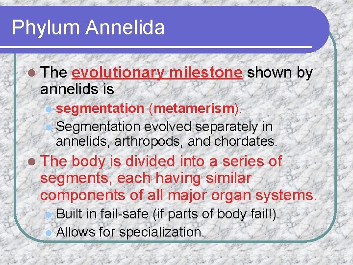 Phylum Annelida l The evolutionary milestone shown by annelids is segmentation (metamerism). l Segmentation