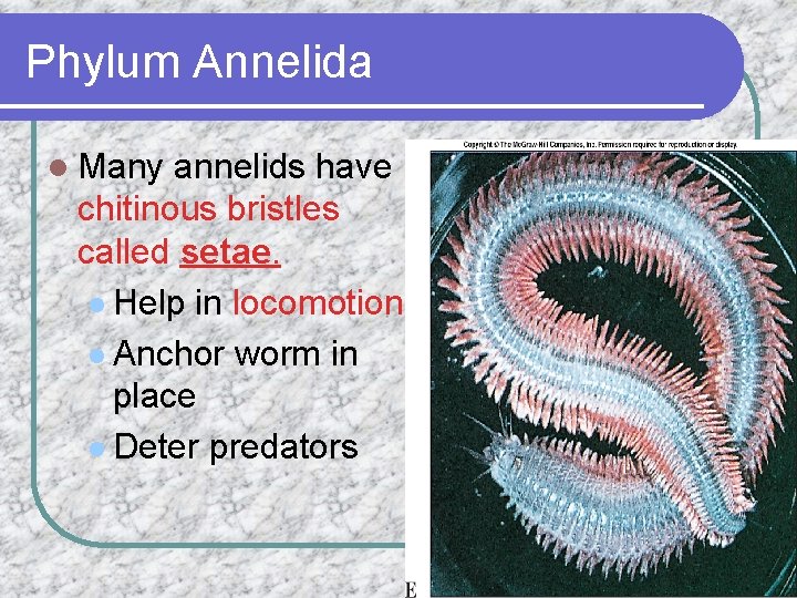 Phylum Annelida l Many annelids have chitinous bristles called setae. l Help in locomotion