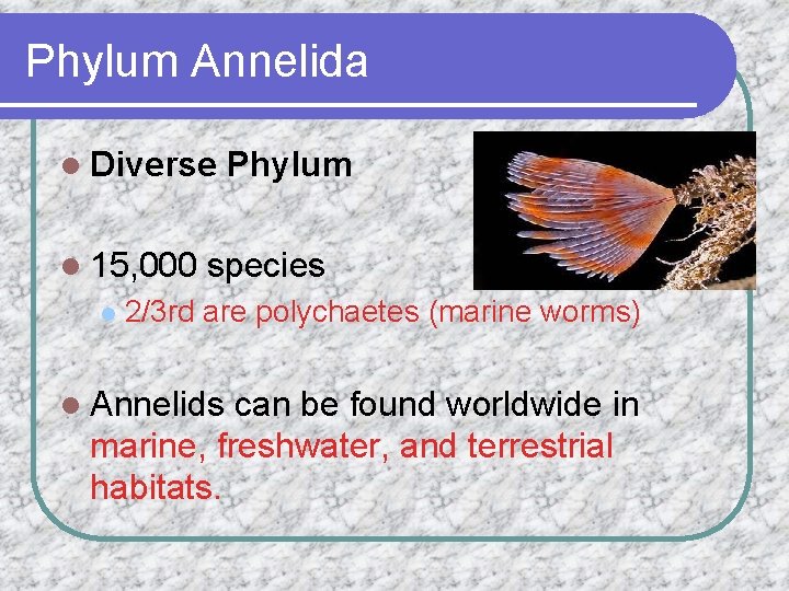 Phylum Annelida l Diverse l 15, 000 l Phylum species 2/3 rd are polychaetes