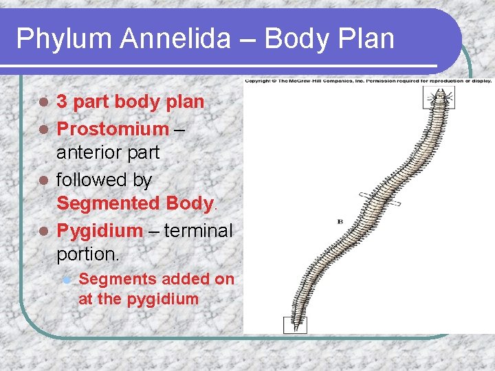 Phylum Annelida – Body Plan 3 part body plan l Prostomium – anterior part