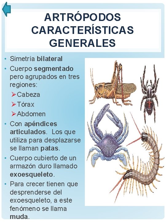 ARTRÓPODOS CARACTERÍSTICAS GENERALES • Simetría bilateral • Cuerpo segmentado pero agrupados en tres regiones: