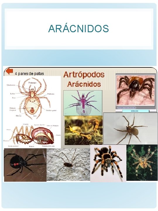 ARÁCNIDOS 