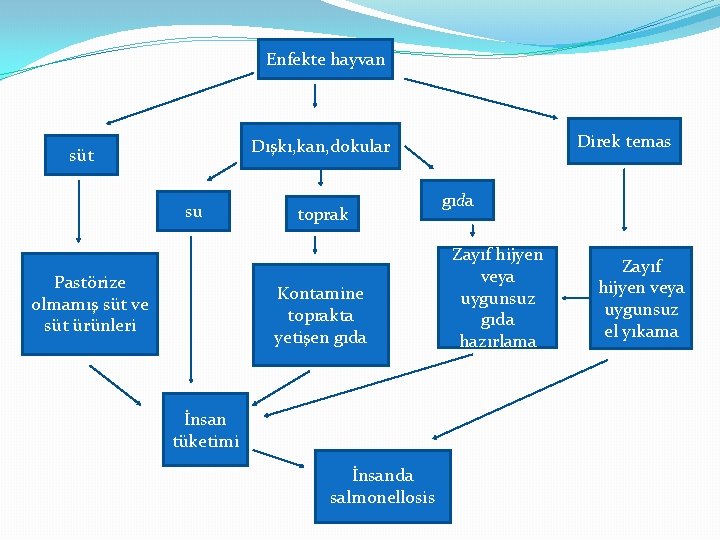 Enfekte hayvan Direk temas Dışkı, kan, dokular süt su Pastörize olmamış süt ve süt