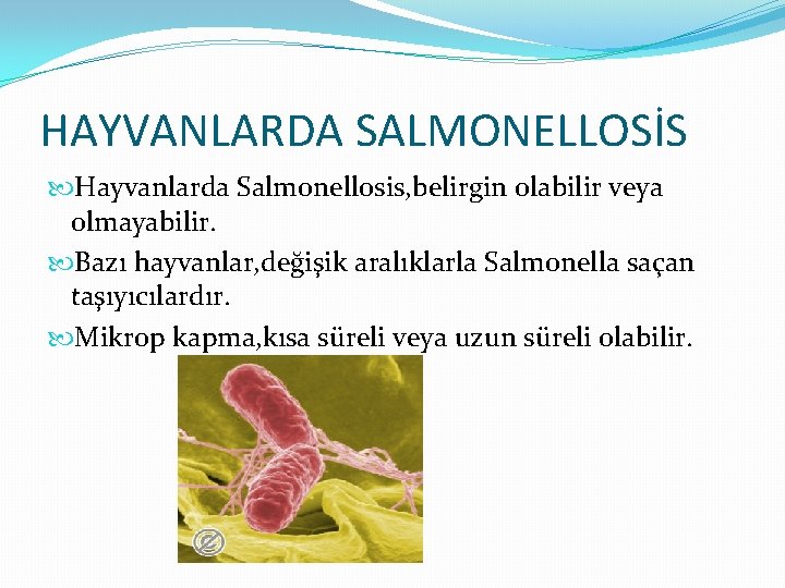 HAYVANLARDA SALMONELLOSİS Hayvanlarda Salmonellosis, belirgin olabilir veya olmayabilir. Bazı hayvanlar, değişik aralıklarla Salmonella saçan
