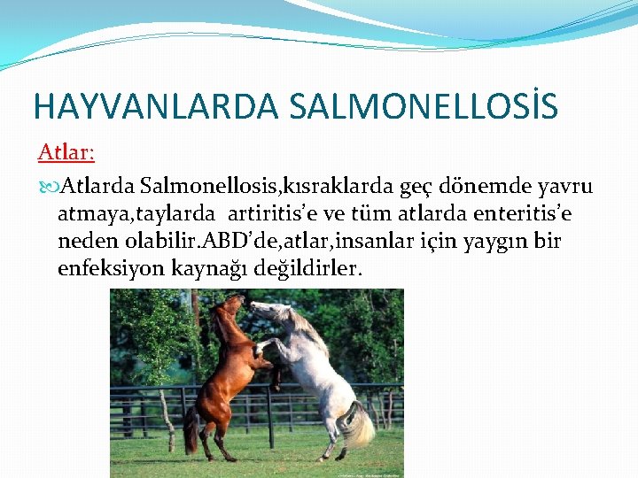 HAYVANLARDA SALMONELLOSİS Atlar: Atlarda Salmonellosis, kısraklarda geç dönemde yavru atmaya, taylarda artiritis’e ve tüm