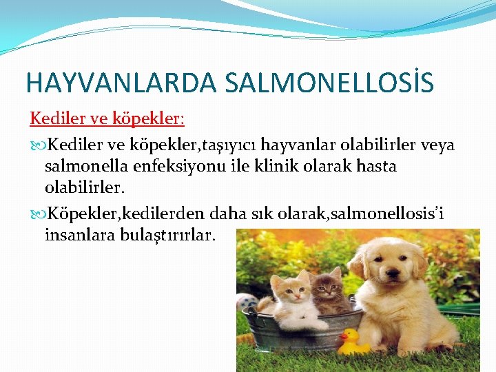 HAYVANLARDA SALMONELLOSİS Kediler ve köpekler: Kediler ve köpekler, taşıyıcı hayvanlar olabilirler veya salmonella enfeksiyonu