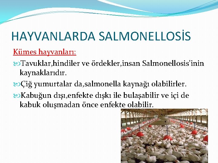 HAYVANLARDA SALMONELLOSİS Kümes hayvanları: Tavuklar, hindiler ve ördekler, insan Salmonellosis’inin kaynaklarıdır. Çiğ yumurtalar da,
