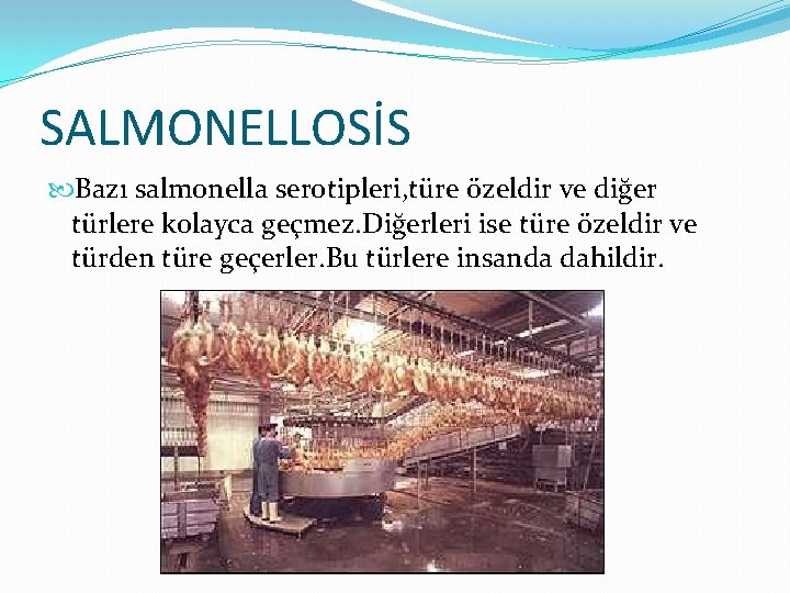 SALMONELLOSİS Bazı salmonella serotipleri, türe özeldir ve diğer türlere kolayca geçmez. Diğerleri ise türe