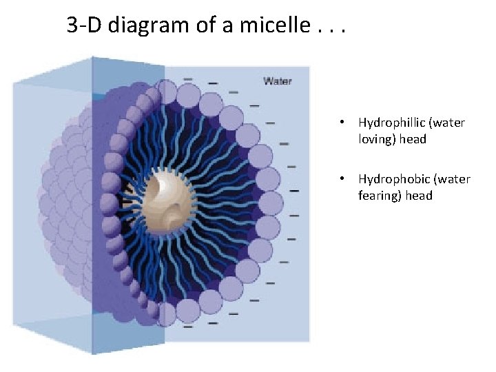 3 -D diagram of a micelle. . . • Hydrophillic (water loving) head •