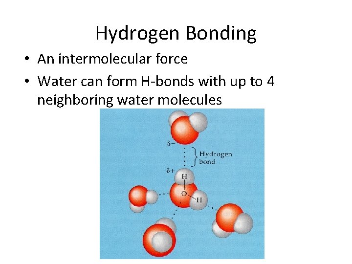 Hydrogen Bonding • An intermolecular force • Water can form H-bonds with up to