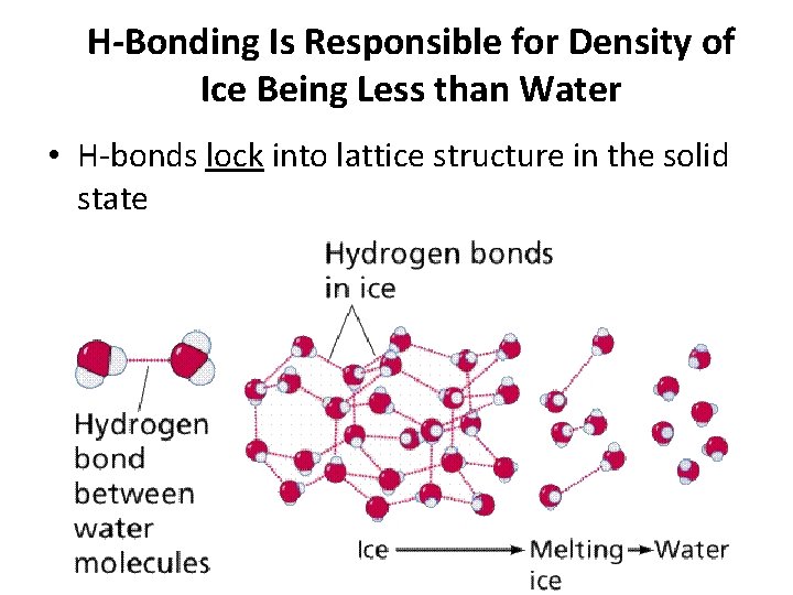 H-Bonding Is Responsible for Density of Ice Being Less than Water • H-bonds lock
