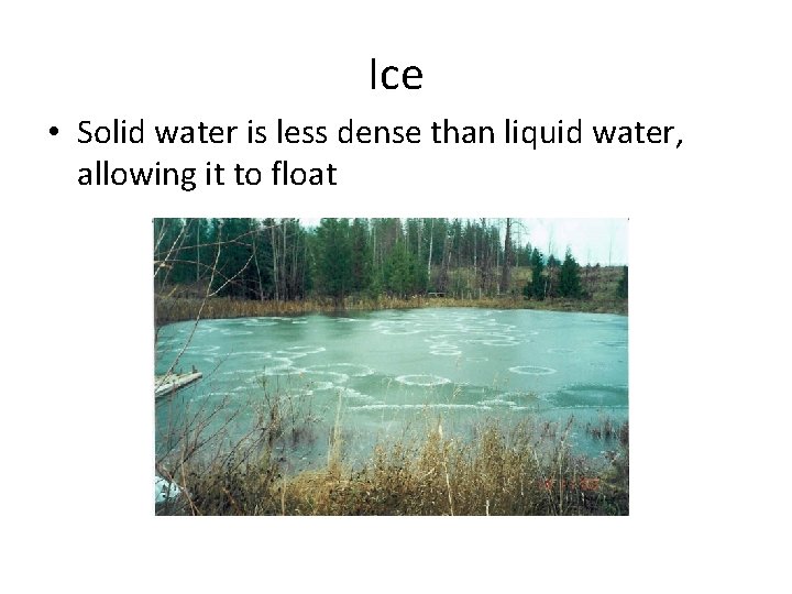 Ice • Solid water is less dense than liquid water, allowing it to float