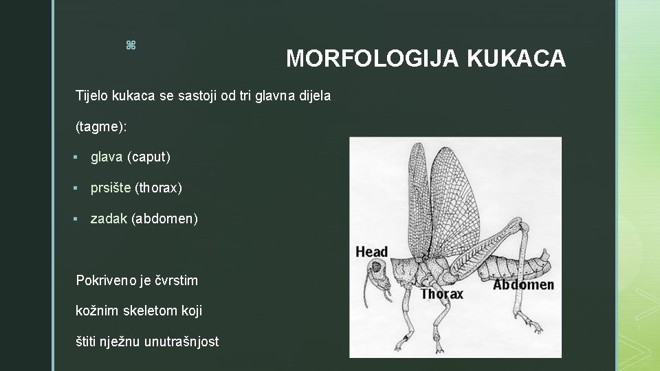 z MORFOLOGIJA KUKACA Tijelo kukaca se sastoji od tri glavna dijela (tagme): § glava