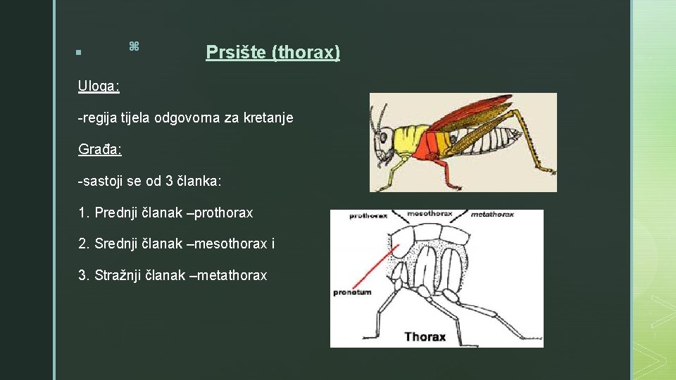 § z Prsište (thorax) Uloga: -regija tijela odgovorna za kretanje Građa: -sastoji se od