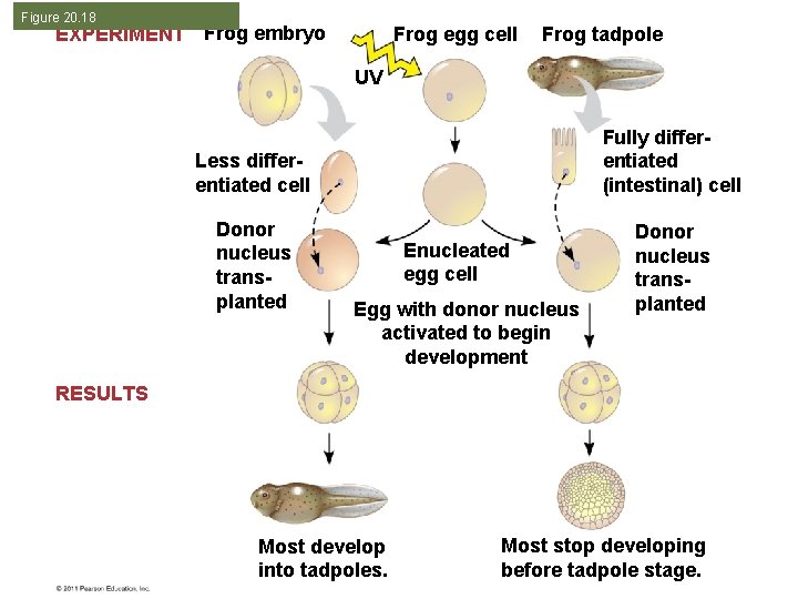 Figure 20. 18 EXPERIMENT Frog embryo Frog egg cell Frog tadpole UV Less differentiated