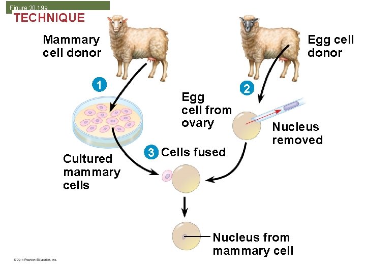 Figure 20. 19 a TECHNIQUE Mammary cell donor 1 Cultured mammary cells Egg cell