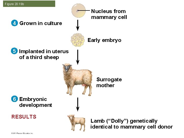 Figure 20. 19 b Nucleus from mammary cell 4 Grown in culture Early embryo