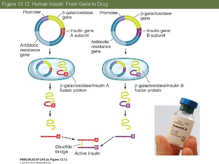 Figure 13. 12 Human Insulin: From Gene to Drug 