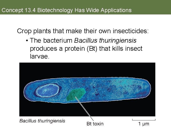 Concept 13. 4 Biotechnology Has Wide Applications Crop plants that make their own insecticides: