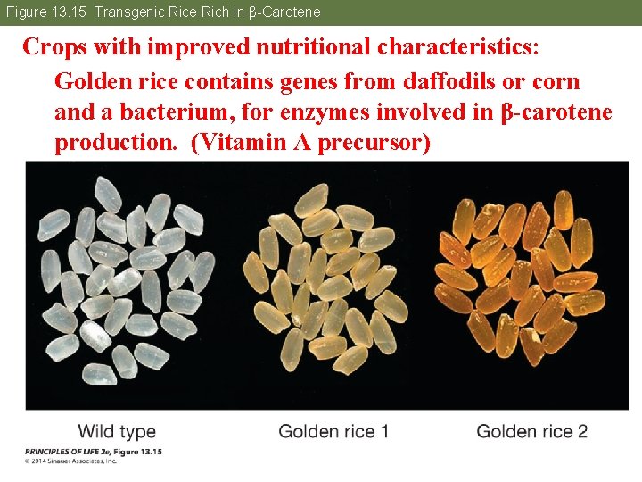 Figure 13. 15 Transgenic Rice Rich in β-Carotene Crops with improved nutritional characteristics: Golden