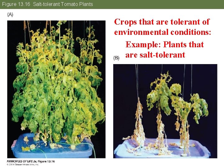 Figure 13. 16 Salt-tolerant Tomato Plants Crops that are tolerant of environmental conditions: Example: