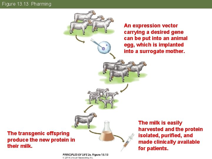 Figure 13. 13 Pharming An expression vector carrying a desired gene can be put