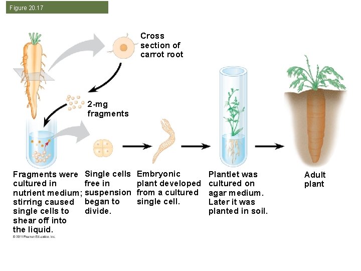 Figure 20. 17 Cross section of carrot root 2 -mg fragments Fragments were Single