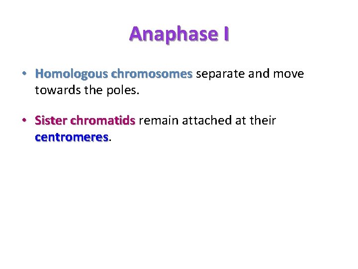 Anaphase I • Homologous chromosomes separate and move towards the poles. • Sister chromatids