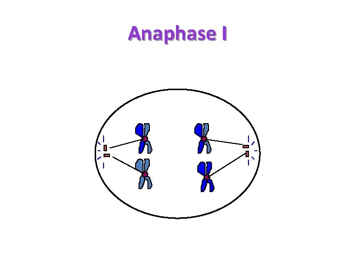 Anaphase I 