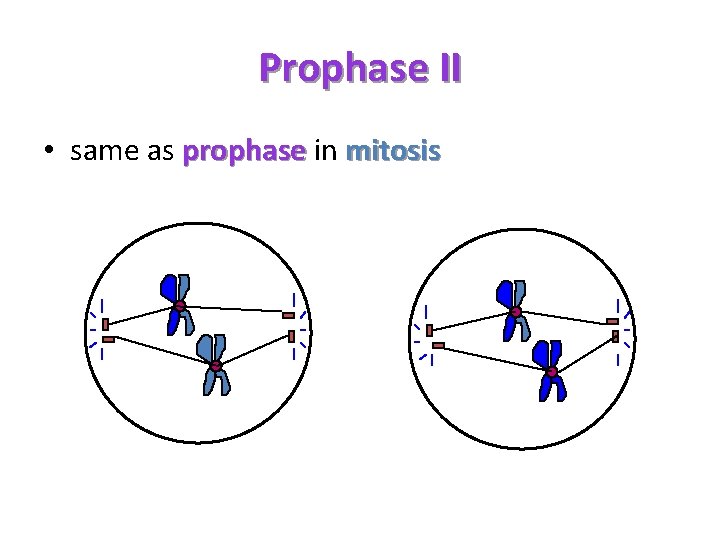 Prophase II • same as prophase in mitosis 