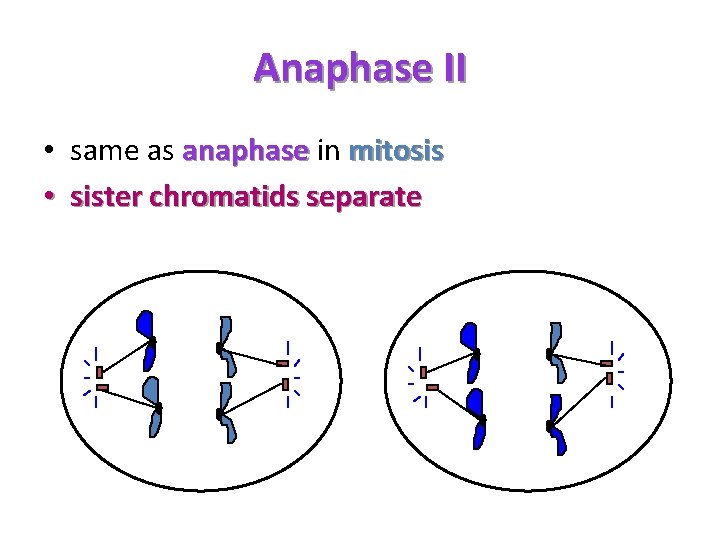 Anaphase II • same as anaphase in mitosis • sister chromatids separate 