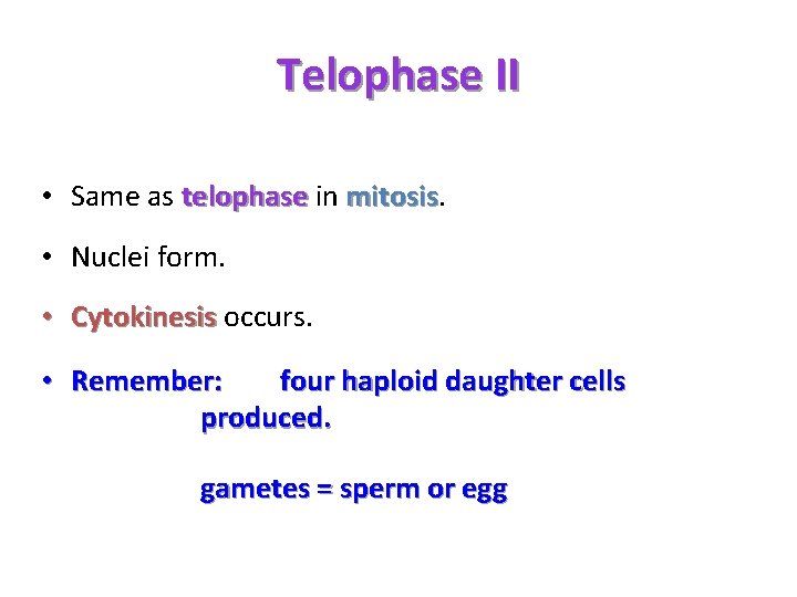 Telophase II • Same as telophase in mitosis • Nuclei form. • Cytokinesis occurs.